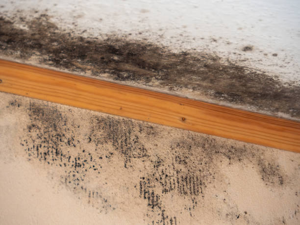 Best Residential Mold Inspection & Testing  in Discovery Bay, CA