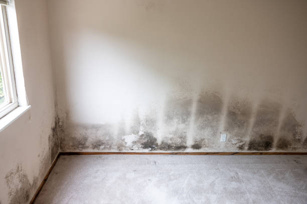 Best Mold Removal for HVAC Installations  in Discovery Bay, CA